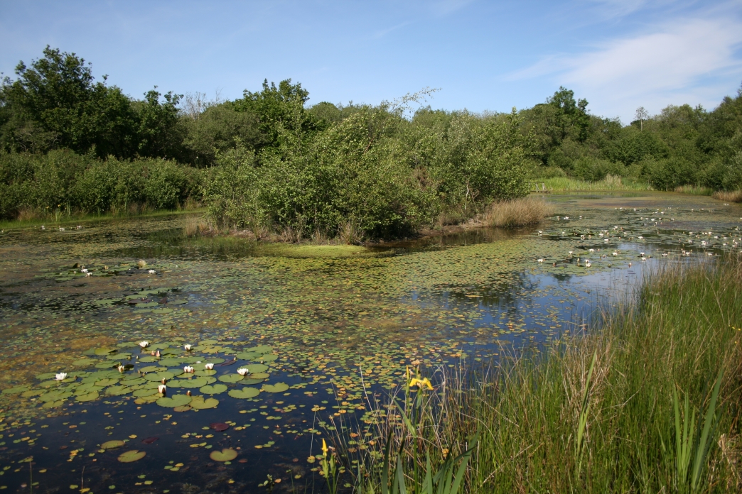 Little Bradley Ponds Devon Wildlife Trust